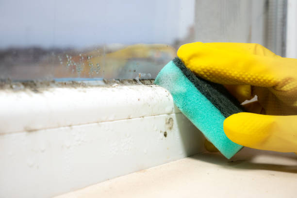 Professional Mold Removal in Fair Lawn, NJ
