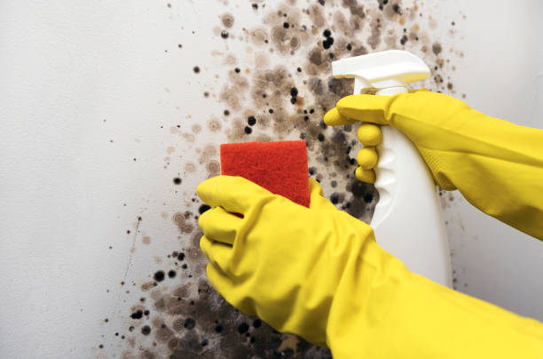 Best Mold Damage Repair  in Fair Lawn, NJ