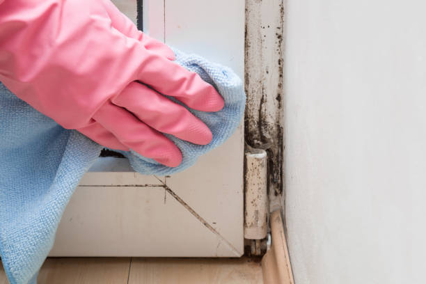 Best Toxic Mold Removal  in Fair Lawn, NJ